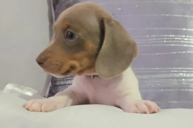 Dachshund (Miniature Smooth Haired)