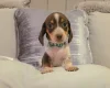Dachshund (Miniature Smooth Haired)