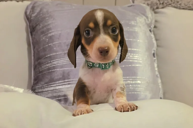 Dachshund (Miniature Smooth Haired)