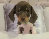 Dachshund (Miniature Smooth Haired)