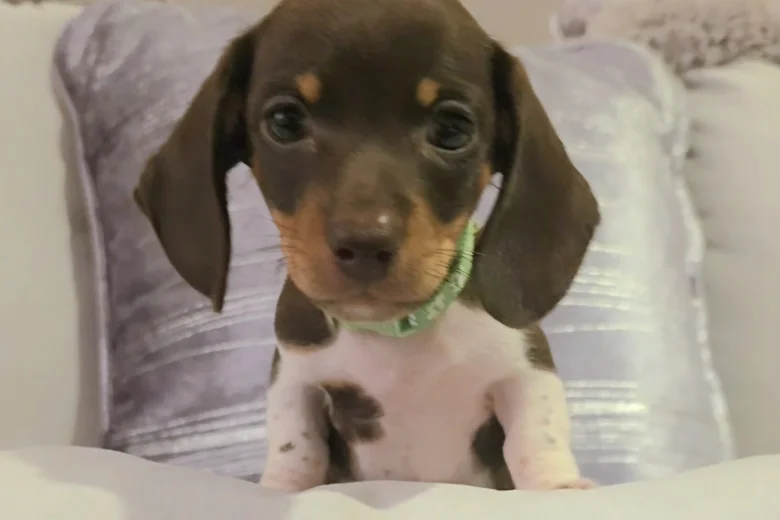 Dachshund (Miniature Smooth Haired)