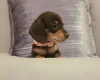 Dachshund (Miniature Smooth Haired)