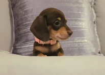 Puppy 6