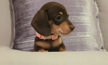 Dachshund (Miniature Smooth Haired)