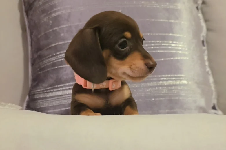 Dachshund (Miniature Smooth Haired)