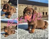 Dachshund (Miniature Smooth Haired)