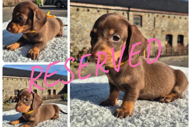 Dachshund (Miniature Smooth Haired)