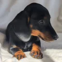 Dachshund (Miniature Smooth Haired)