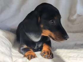 Dachshund (Miniature Smooth Haired)