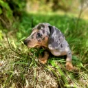 Dachshund (Miniature Smooth Haired)