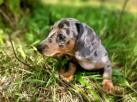 Dachshund (Miniature Smooth Haired)