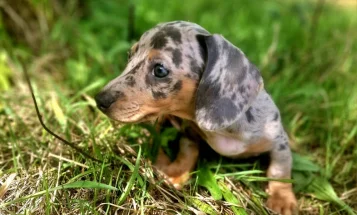 Dachshund (Miniature Smooth Haired)