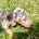 Dachshund (Miniature Smooth Haired)