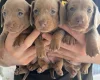 Dachshund (Miniature Smooth Haired)
