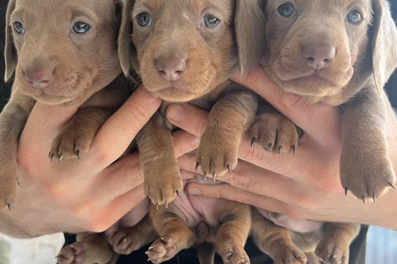 Dachshund (Miniature Smooth Haired)