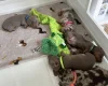 Dachshund (Miniature Smooth Haired)