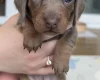 Dachshund (Miniature Smooth Haired)