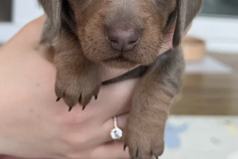 Dachshund (Miniature Smooth Haired)