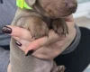 Dachshund (Miniature Smooth Haired)