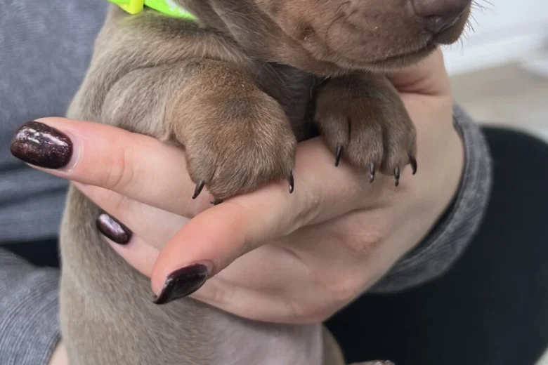 Dachshund (Miniature Smooth Haired)
