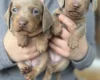 Dachshund (Miniature Smooth Haired)