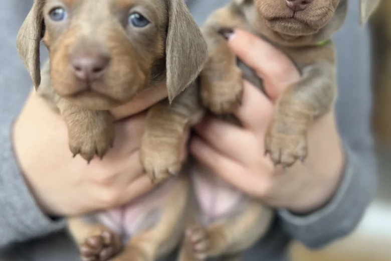 Dachshund (Miniature Smooth Haired)