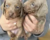 Dachshund (Miniature Smooth Haired)