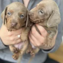 Dachshund (Miniature Smooth Haired)