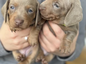 Dachshund (Miniature Smooth Haired)