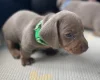 Dachshund (Miniature Smooth Haired)