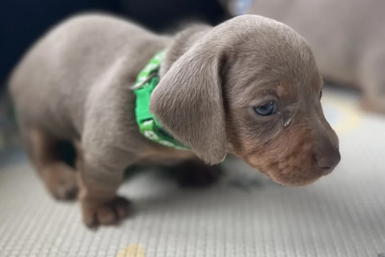 Dachshund (Miniature Smooth Haired)