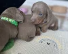 Dachshund (Miniature Smooth Haired)