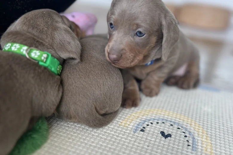 Dachshund (Miniature Smooth Haired)