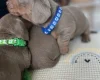 Dachshund (Miniature Smooth Haired)