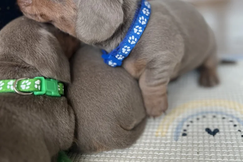 Dachshund (Miniature Smooth Haired)