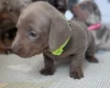 Dachshund (Miniature Smooth Haired)