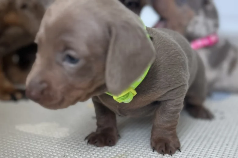 Dachshund (Miniature Smooth Haired)