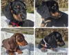 Dachshund (Miniature Smooth Haired)