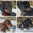 Dachshund (Miniature Smooth Haired)