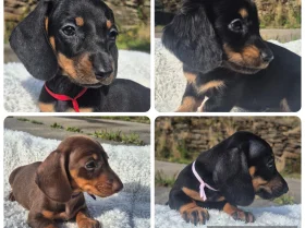 Dachshund (Miniature Smooth Haired)