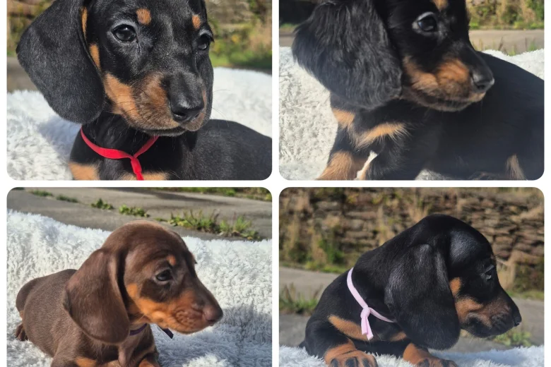 Dachshund (Miniature Smooth Haired)