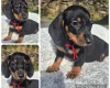 Dachshund (Miniature Smooth Haired)