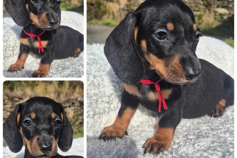 Dachshund (Miniature Smooth Haired)