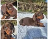 Dachshund (Miniature Smooth Haired)
