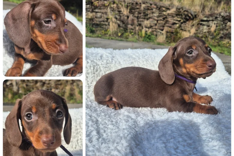 Dachshund (Miniature Smooth Haired)