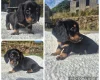 Dachshund (Miniature Smooth Haired)