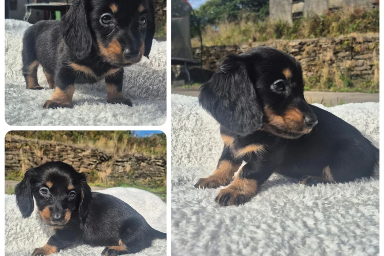 Dachshund (Miniature Smooth Haired)