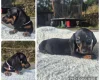 Dachshund (Miniature Smooth Haired)