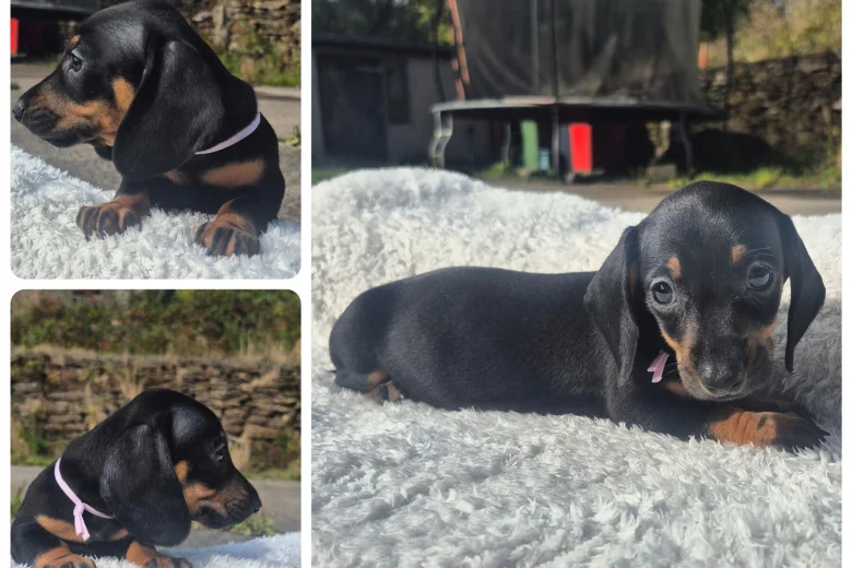 Dachshund (Miniature Smooth Haired)
