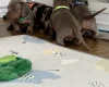 Dachshund (Miniature Smooth Haired)